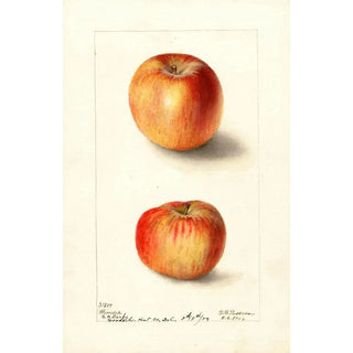 Deborah Griscom Passmore - Malus domestica Winesap.webp