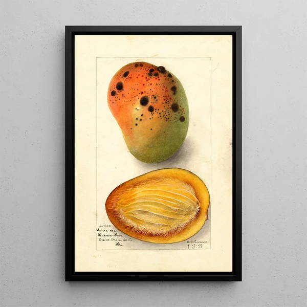 Reproduktion av målningen Mangifera indica Ennuria - Deborah Griscom Passmore