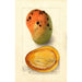 Reproduktion av målningen Mangifera indica Ennuria - Deborah Griscom Passmore