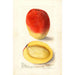 Mangifera indica Mulgoba - Deborah Griscom Passmore — vy av konstverket