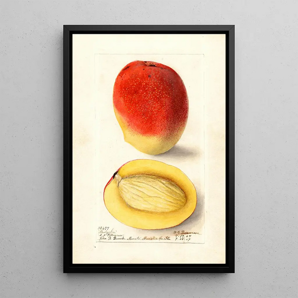Mangifera indica Mulgoba - Deborah Griscom Passmore — inramlat konstverk på väggen