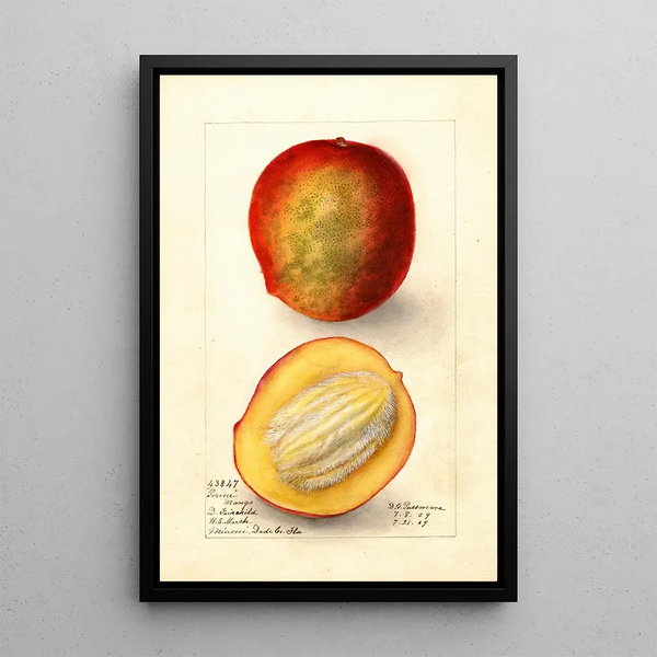 Reproduktion av målningen Mangifera indica Perrine - Deborah Griscom Passmore