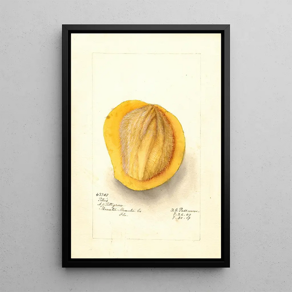 Reproduktion av målningen Mangifera indica Peters - Deborah Griscom Passmore