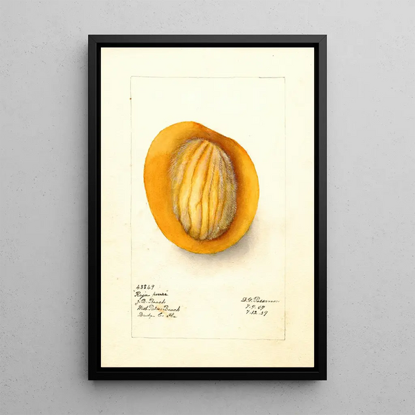 Reproduktion av målningen Mangifera indica Raja Purra - Deborah Griscom Passmore