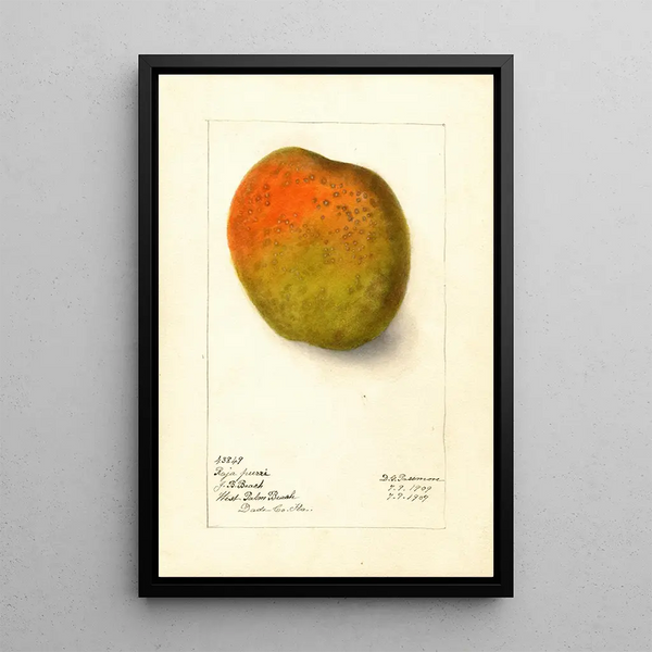 Reproduktion av målningen Mangifera indica Raja Purri - Deborah Griscom Passmore