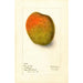 Reproduktion av målningen Mangifera indica Raja Purri - Deborah Griscom Passmore
