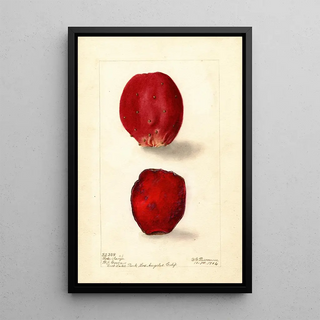Deborah Griscom Passmore - Opuntia Rose Prickly Pear.webp