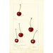 Prunus avium - Deborah Griscom Passmore — vy av konstverket