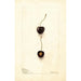 Prunus avium Early Purple - Deborah Griscom Passmore — vy av konstverket