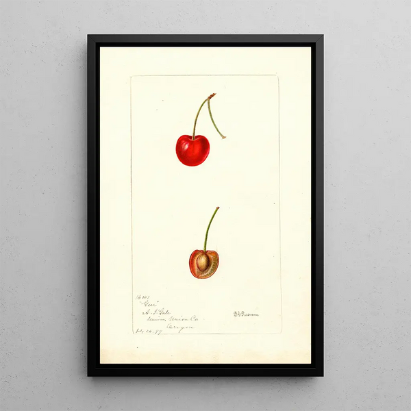 Reproduktion av målningen Prunus avium Geer - Deborah Griscom Passmore