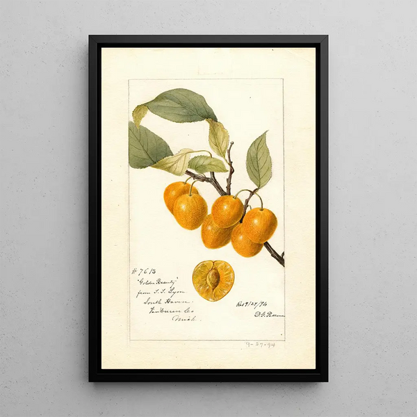 Reproduktion av målningen Prunus avium Golden Beauty - Deborah Griscom Passmore