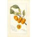 Reproduktion av målningen Prunus avium Golden Beauty - Deborah Griscom Passmore