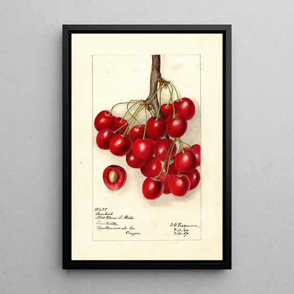 Reproduktion av målningen Prunus avium Lambert - Deborah Griscom Passmore
