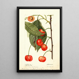 Deborah Griscom Passmore - Prunus avium Rupp.webp