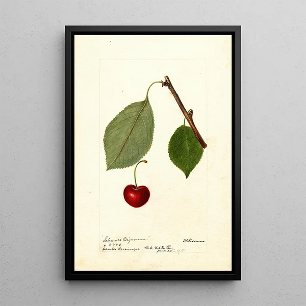 Reproduktion av målningen Prunus avium Schmidt Bigarreau - Deborah Griscom Passmore