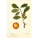 Reproduktion av målningen Prunus domestica - Deborah Griscom Passmore