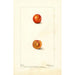 Prunus domestica Eagle - Deborah Griscom Passmore — vy av konstverket