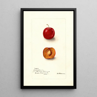 Deborah Griscom Passmore - Prunus domestica Forewattamie.webp