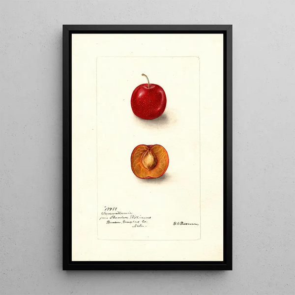 Reproduktion av målningen Prunus domestica Forewattamie - Deborah Griscom Passmore