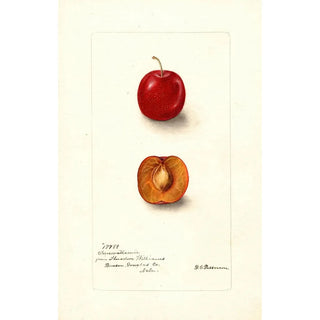 Deborah Griscom Passmore - Prunus domestica Forewattamie.webp