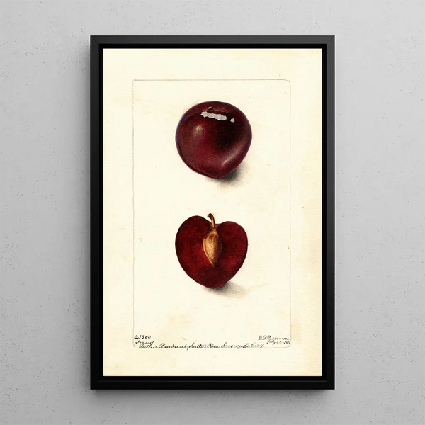 Reproduktion av målningen Prunus domestica Fraud - Deborah Griscom Passmore