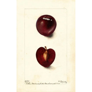 Deborah Griscom Passmore - Prunus domestica Fraud.webp