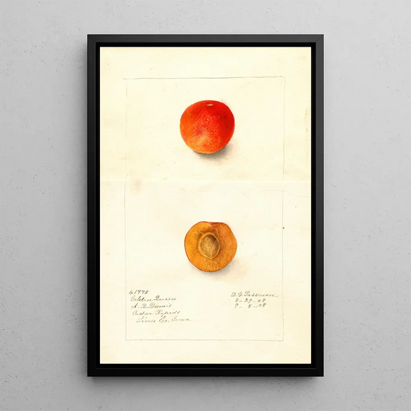 Reproduktion av målningen Prunus domestica Golden Queen - Deborah Griscom Passmore