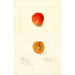 Reproduktion av målningen Prunus domestica Golden Queen - Deborah Griscom Passmore