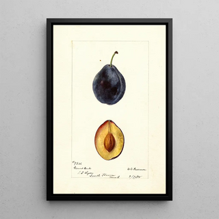 Deborah Griscom Passmore - Prunus domestica Grand Duke.webp