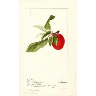 Deborah Griscom Passmore - Prunus domestica Lannix.webp