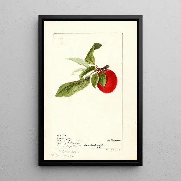 Prunus domestica Lannix - Deborah Griscom Passmore — inramlat konstverk på väggen
