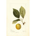 Prunus domestica Madison - Deborah Griscom Passmore — vy av konstverket