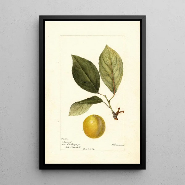 Prunus domestica Madison - Deborah Griscom Passmore — inramlat konstverk på väggen
