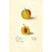 Prunus domestica McLaughlin - Deborah Griscom Passmore — vy av konstverket