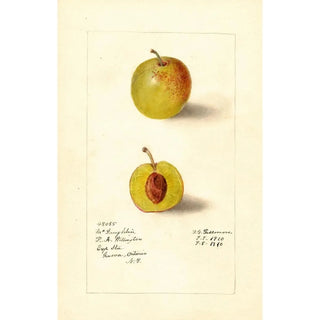 Deborah Griscom Passmore - Prunus domestica McLaughlin.webp