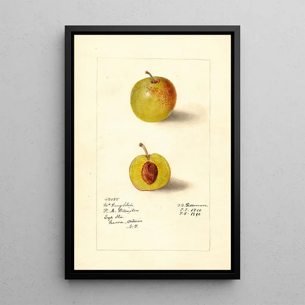 Prunus domestica McLaughlin - Deborah Griscom Passmore — inramlat konstverk på väggen
