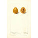Prunus domestica Moldavka - Deborah Griscom Passmore — vy av konstverket