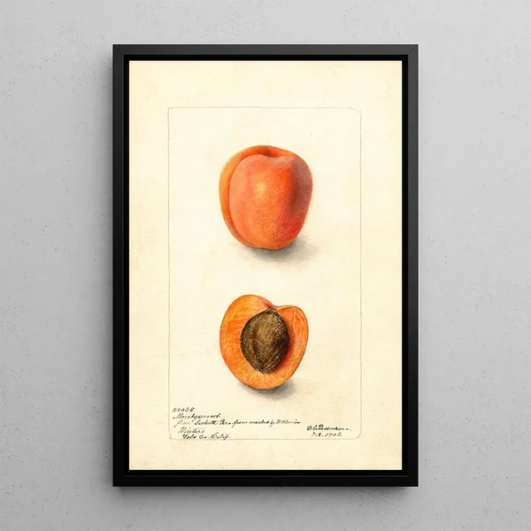 Reproduktion av målningen Prunus domestica Montgamet - Deborah Griscom Passmore