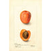 Reproduktion av målningen Prunus domestica Montgamet - Deborah Griscom Passmore