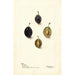 Prunus domestica Mt - Deborah Griscom Passmore — vy av konstverket