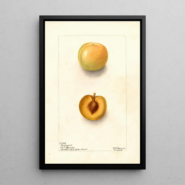 Reproduktion av målningen Prunus domestica Normand - Deborah Griscom Passmore
