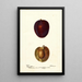 Reproduktion av målningen Prunus domestica Pacific Prune - Deborah Griscom Passmore
