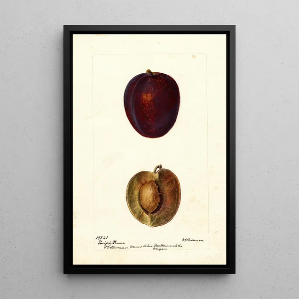 Reproduktion av målningen Prunus domestica Pacific Prune - Deborah Griscom Passmore