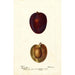 Reproduktion av målningen Prunus domestica Pacific Prune - Deborah Griscom Passmore