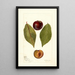Reproduktion av målningen Prunus domestica Pander - Deborah Griscom Passmore