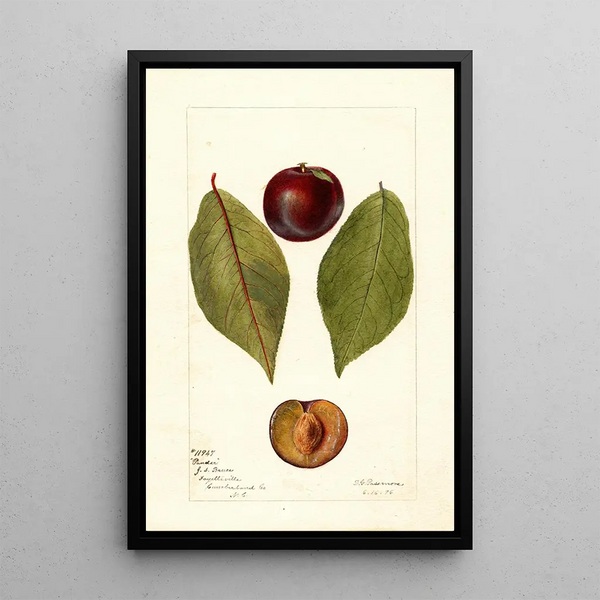 Reproduktion av målningen Prunus domestica Pander - Deborah Griscom Passmore