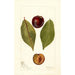 Reproduktion av målningen Prunus domestica Pander - Deborah Griscom Passmore