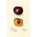 Prunus domestica Simon - Deborah Griscom Passmore — vy av konstverket