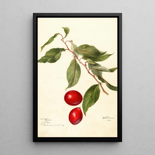 Deborah Griscom Passmore - Prunus domestica Sophie.webp