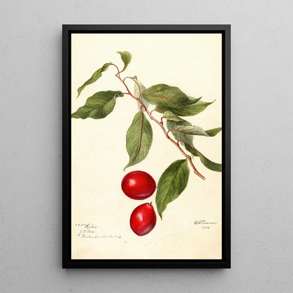 Prunus domestica Sophie - Deborah Griscom Passmore — inramlat konstverk på väggen